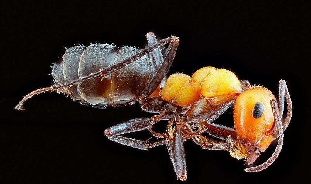Ant Control service in Grand Junction, CO