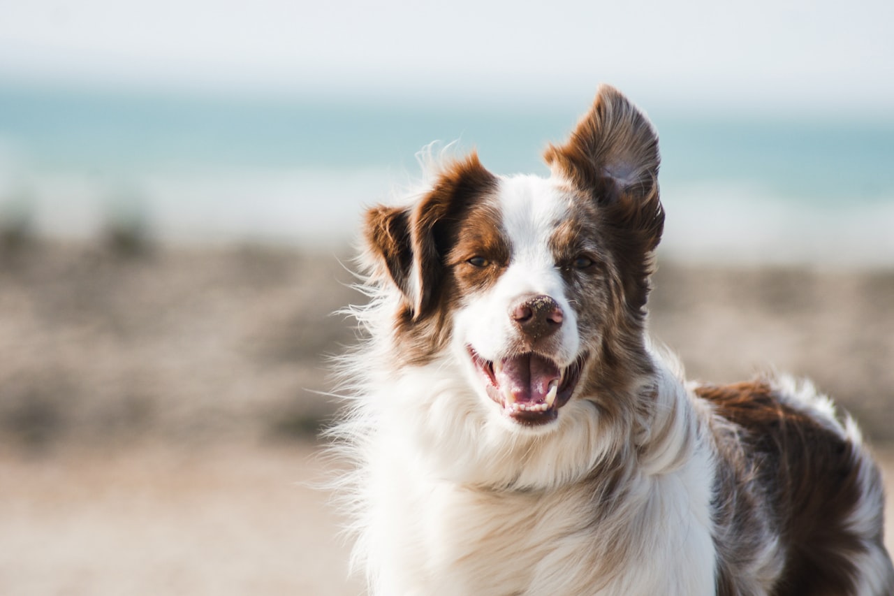 Flea & Tick Control service in Grand Junction, CO