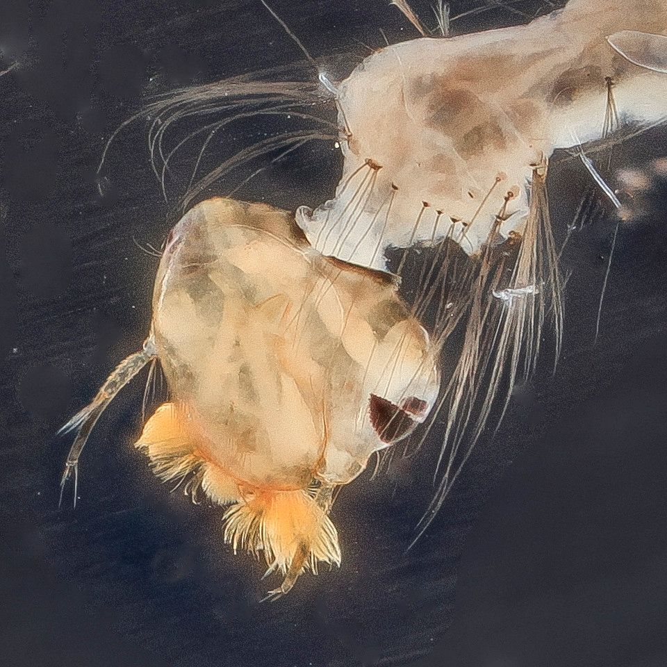 Mosquito Control service in Grand Junction, CO