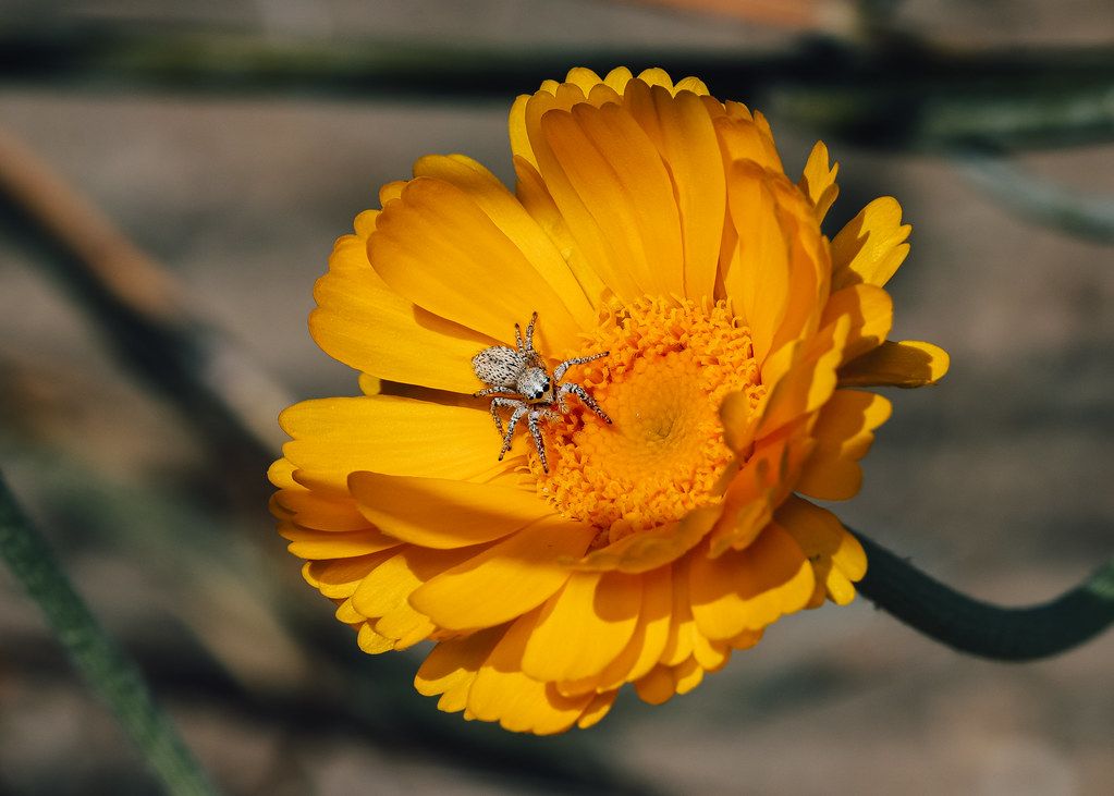 Spider Control service in Grand Junction, CO